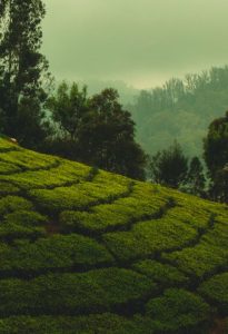 Egestas Quiz - Indonesia